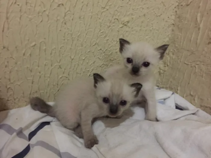 Gato ra a SRD idade Abaixo de 2 meses nome Buh , Lady , TonTom