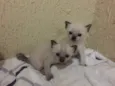 Buh , Lady , TonTom