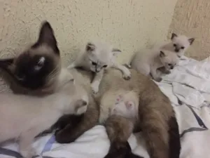 Gato raça SRD idade Abaixo de 2 meses nome Buh , Lady , TonTom