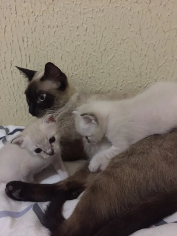 Gato ra a SRD idade Abaixo de 2 meses nome Buh , Lady , TonTom
