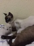 Buh , Lady , TonTom