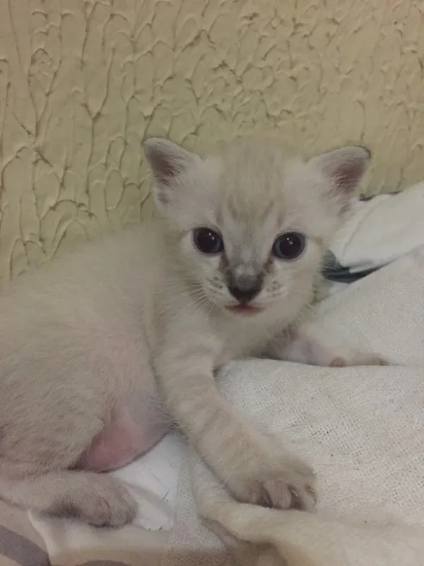 Gato ra a SRD idade Abaixo de 2 meses nome Buh , Lady , TonTom