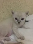 Buh , Lady , TonTom