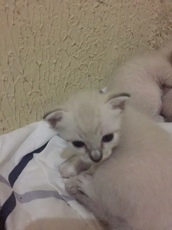Gato ra a SRD idade Abaixo de 2 meses nome Buh , Lady , TonTom