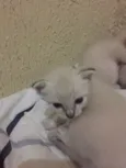 Buh , Lady , TonTom