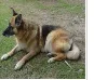 Cachorro raça Pastor Alemão idade 6 ou mais anos nome Bruna