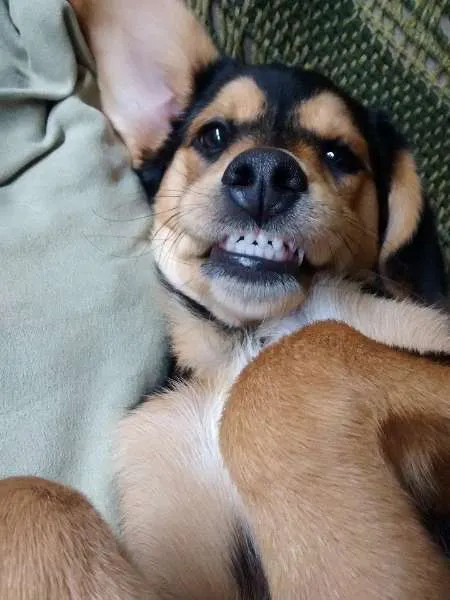 Cachorro ra a Vira-lata idade 1 ano nome Sandy