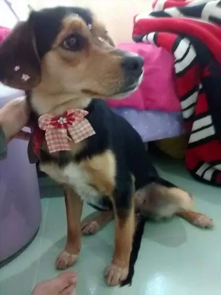 Cachorro ra a Vira-lata idade 1 ano nome Sandy