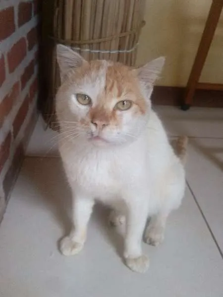 Gato raça Mestiço idade 2 anos nome Hunter