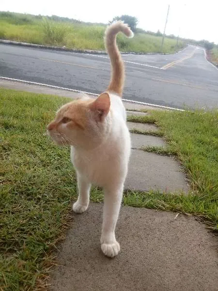 Gato raça Mestiço idade 2 anos nome Hunter