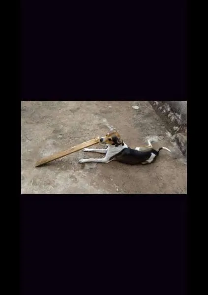 Cachorro raça Vira Lata idade 1 ano nome Léo