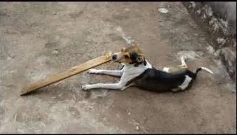 Cachorro raça Vira Lata idade 1 ano nome Léo