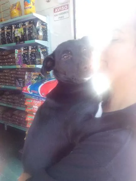 Cachorro ra a SRD idade 2 a 6 meses nome Juju