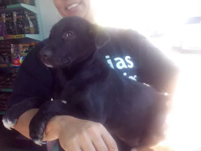 Cachorro ra a SRD idade 2 a 6 meses nome Juju