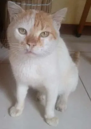 Gato raça Mestiço idade 2 anos nome Hunter