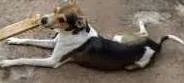 Cachorro raça Vira Lata idade 1 ano nome Léo
