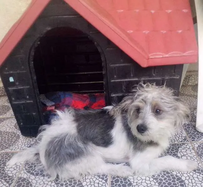 Cachorro ra a SRD idade 1 ano nome Bob