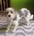 Bob