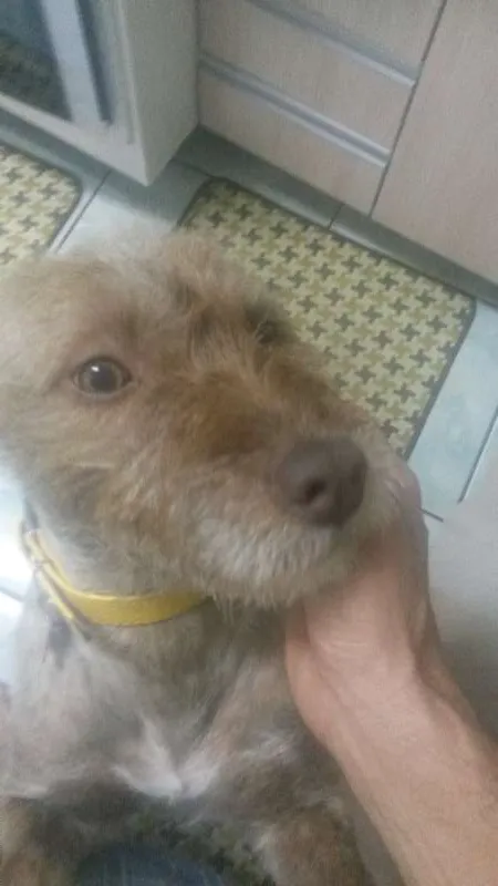 Cachorro ra a SRD idade 1 ano nome Mel