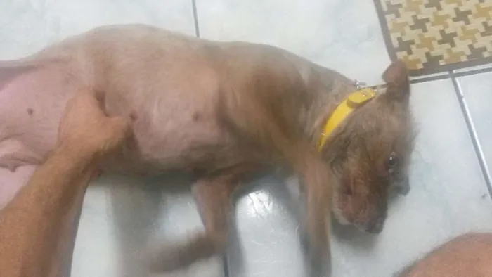 Cachorro ra a SRD idade 1 ano nome Mel