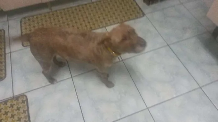 Cachorro ra a SRD idade 1 ano nome Mel