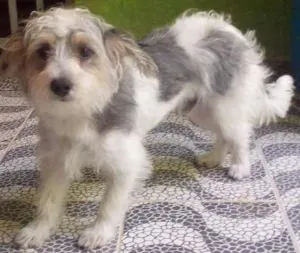 Cachorro raça SRD idade 1 ano nome Bob