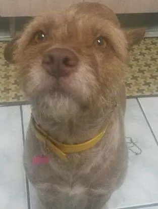 Cachorro ra a SRD idade 1 ano nome Mel