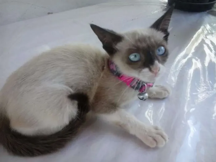 Gato raça tipo sianês idade 2 a 6 meses nome Miúda e Clara