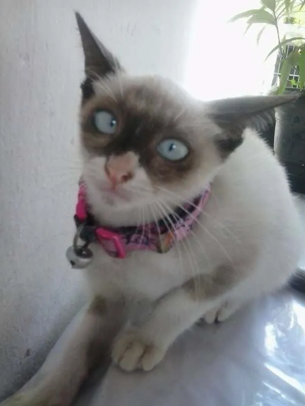 Gato raça tipo sianês idade 2 a 6 meses nome Miúda e Clara