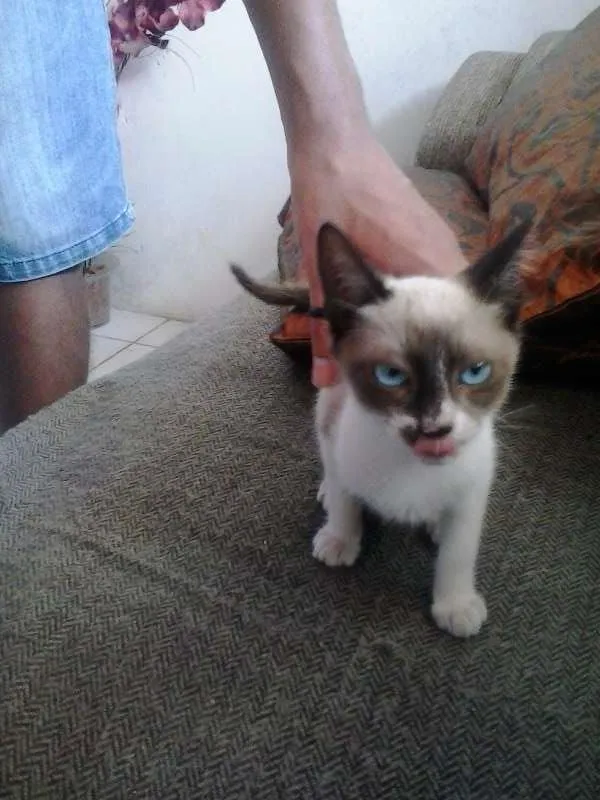 Gato raça tipo sianês idade 2 a 6 meses nome Miúda e Clara