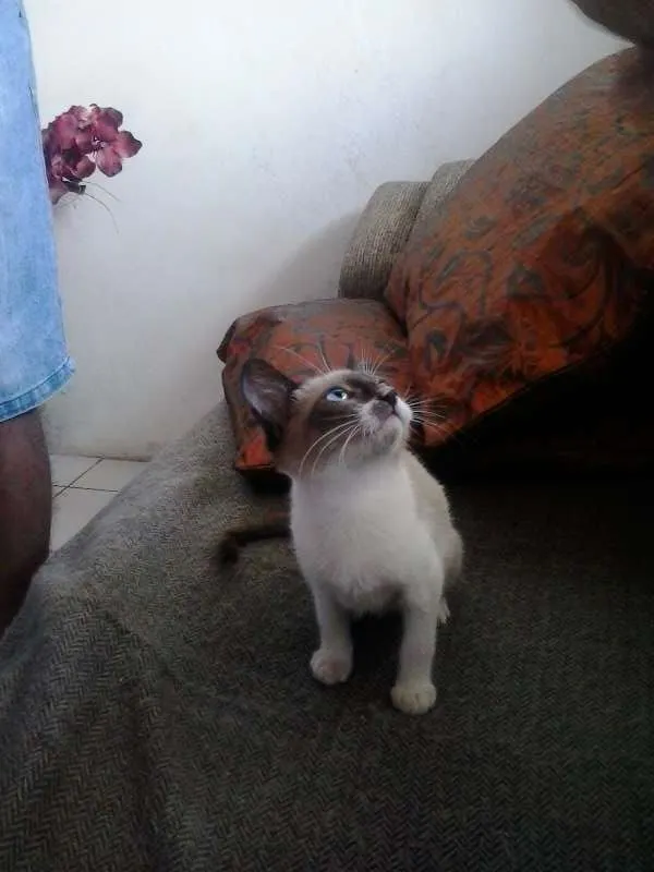 Gato raça tipo sianês idade 2 a 6 meses nome Miúda e Clara