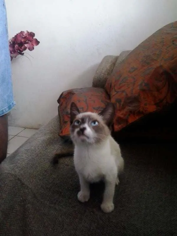 Gato raça tipo sianês idade 2 a 6 meses nome Miúda e Clara