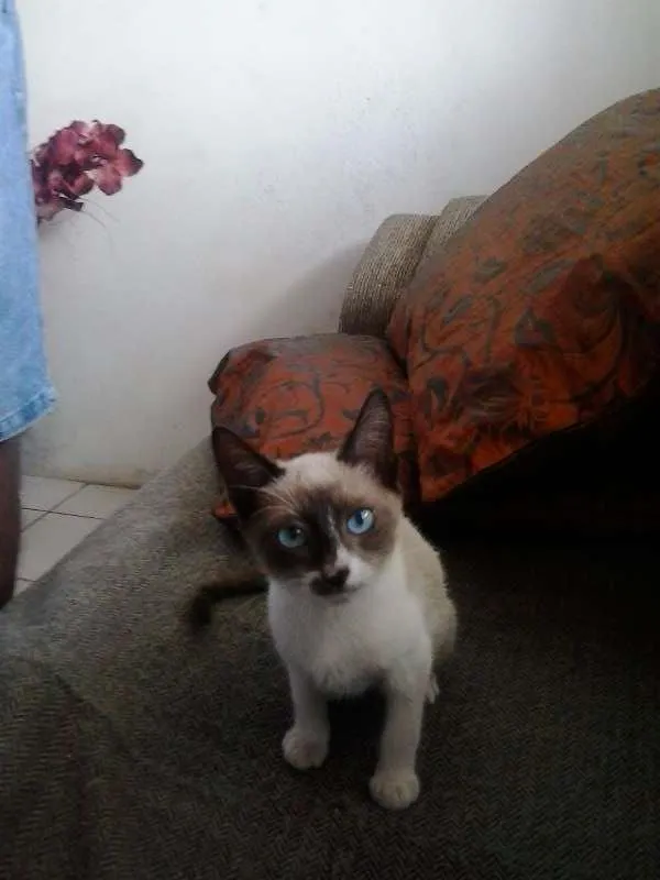 Gato raça tipo sianês idade 2 a 6 meses nome Miúda e Clara