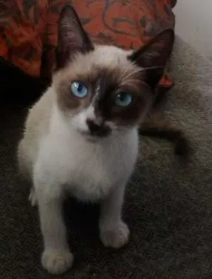 Gato raça tipo sianês idade 2 a 6 meses nome Miúda e Clara