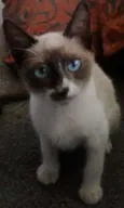 Miúda e Clara
