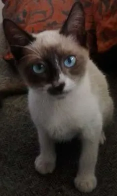 Gato raça tipo sianês idade 2 a 6 meses nome Miúda e Clara