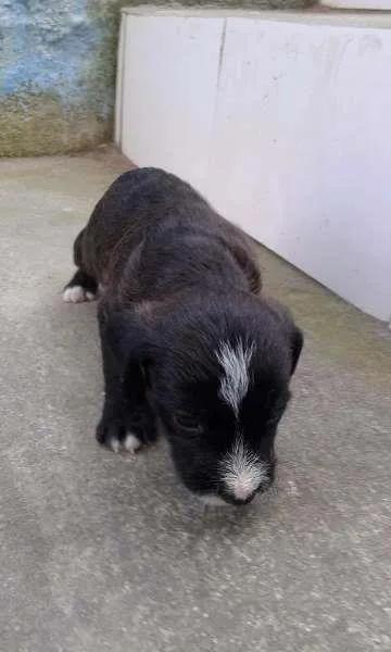 Cachorro ra a SRD idade 2 a 6 meses nome Bebes urgente