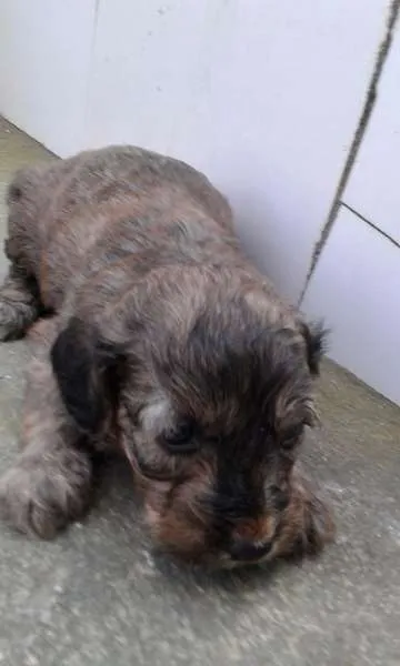 Cachorro ra a SRD idade 2 a 6 meses nome Bebes urgente