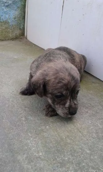 Cachorro ra a SRD idade 2 a 6 meses nome Bebes urgente