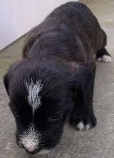 Cachorro ra a SRD idade 2 a 6 meses nome Bebes urgente