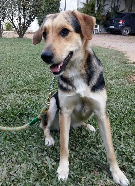Cachorro ra a SRD idade 2 anos nome Valentim e Sophia
