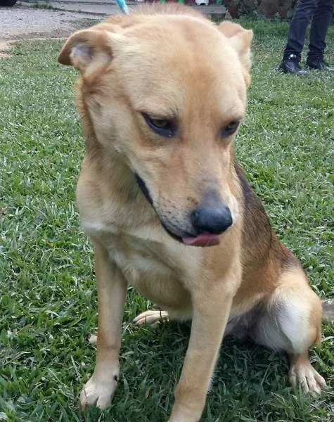 Cachorro ra a SRD idade 2 anos nome Valentim e Sophia