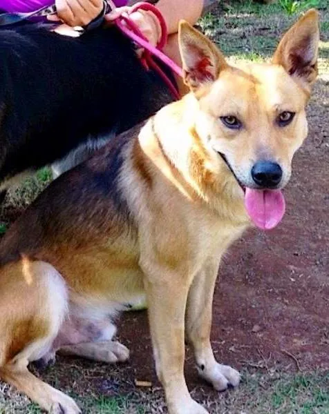 Cachorro ra a SRD idade 2 anos nome Valentim e Sophia