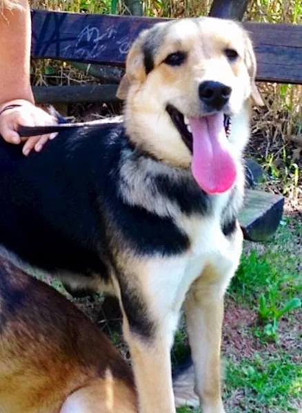 Cachorro ra a SRD idade 2 anos nome Valentim e Sophia