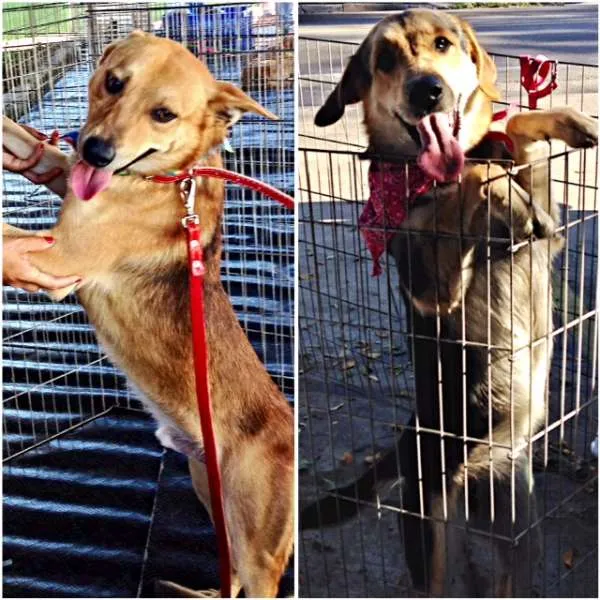 Cachorro ra a SRD idade 2 anos nome Valentim e Sophia