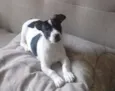 Pitucho