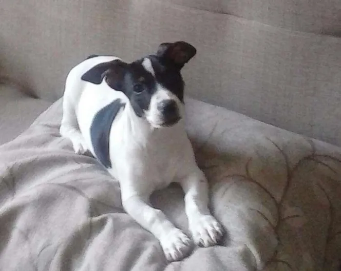 Cachorro raça vira lata com fox paulistinha idade 2 a 6 meses nome Pitucho