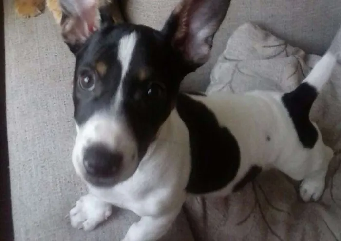 Cachorro raça vira lata com fox paulistinha idade 2 a 6 meses nome Pitucho