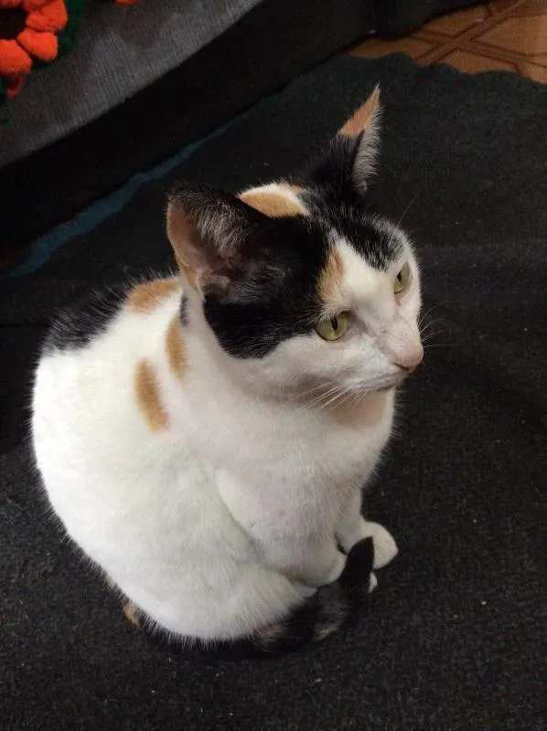 Gato ra a  idade 6 ou mais anos nome Ximba (castrada)
