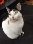 Ximba (castrada)